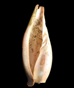 Alternative view of Kintsugi shell