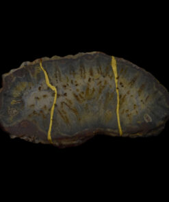 Alternative view of Kintsugi fossilized wood