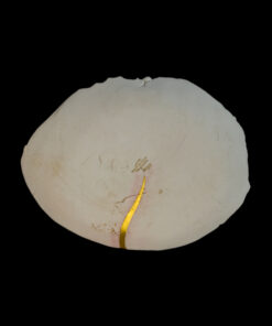 Alternative view of Porcelain Mini-Plate