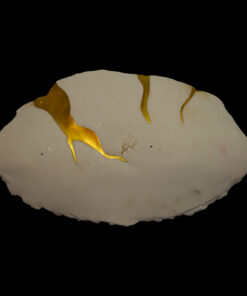 Alternative view of Porcelain canapé plate